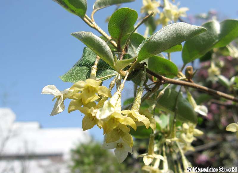 トウグミ Elaeagnu multiflora var. hortensis