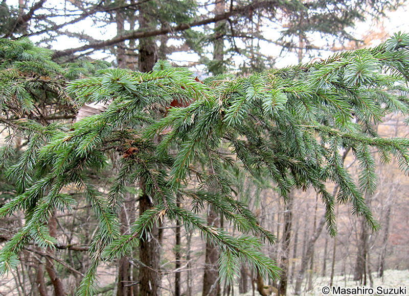 トウヒ Picea jezoensis var. hondoensis