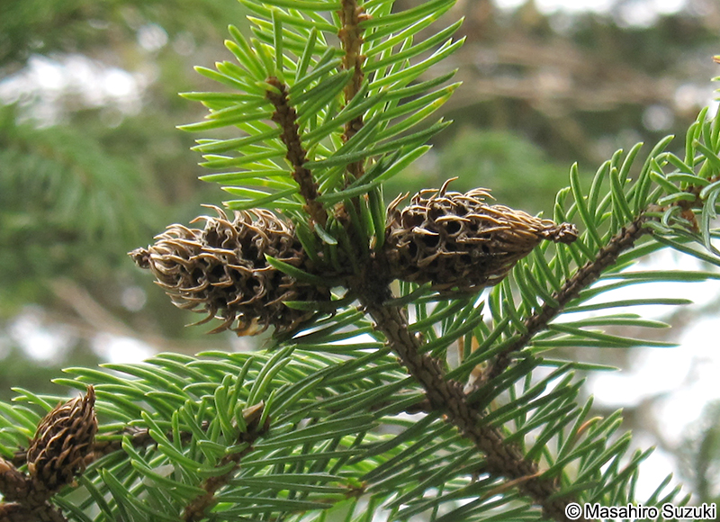 トウヒ Picea jezoensis var. hondoensis