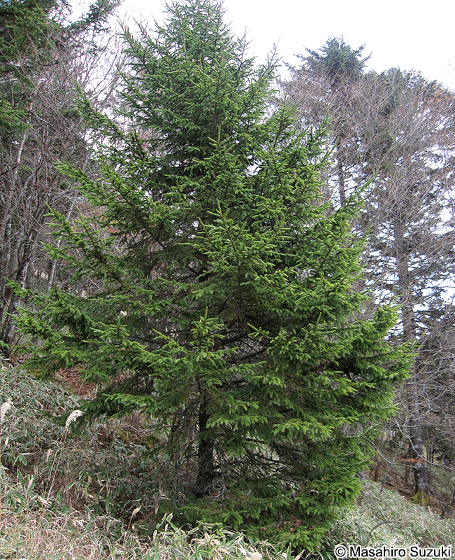 トウヒ Picea jezoensis var. hondoensis