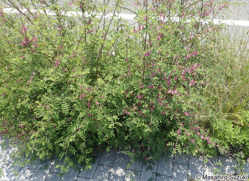 トウコマツナギ Indigofera bungeana