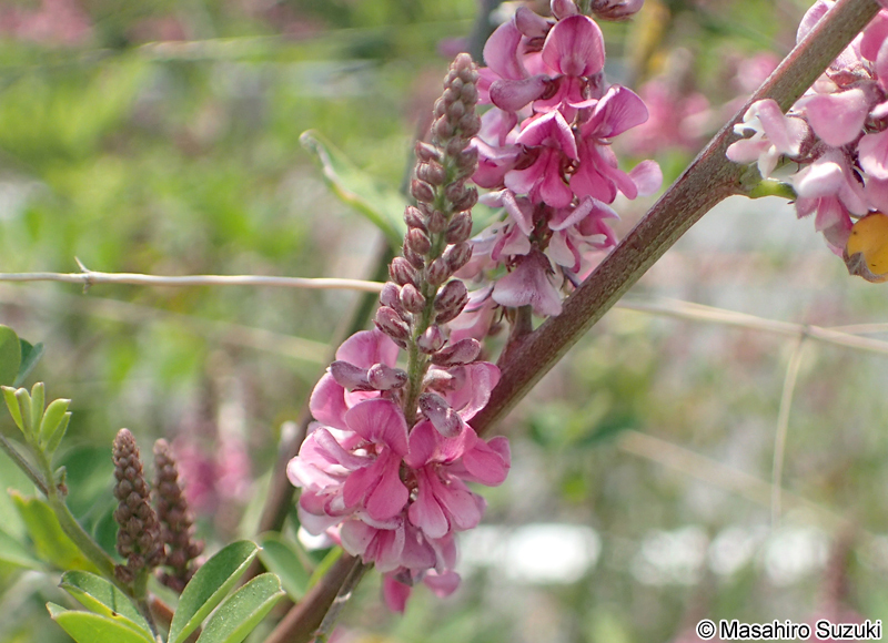 トウコマツナギの花