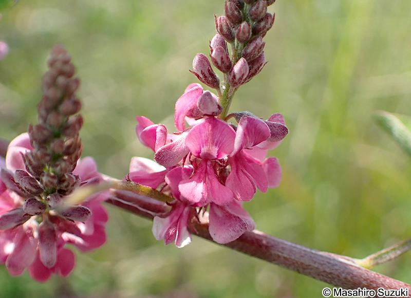 トウコマツナギの花