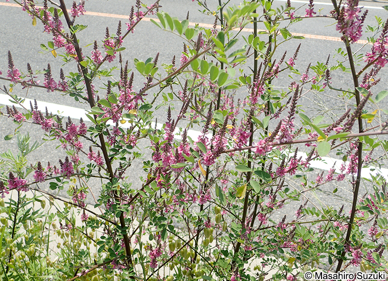 トウコマツナギ Indigofera bungeana