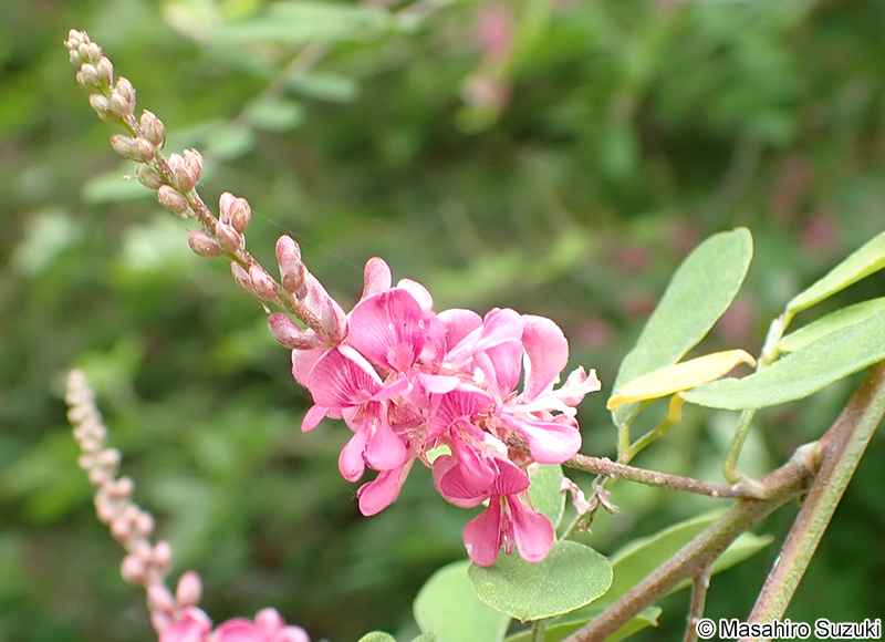 トウコマツナギ Indigofera bungeana