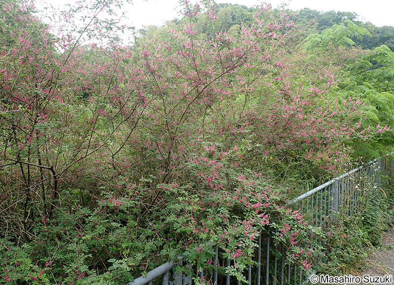 トウコマツナギ Indigofera bungeana