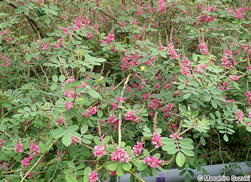 トウコマツナギ Indigofera bungeana