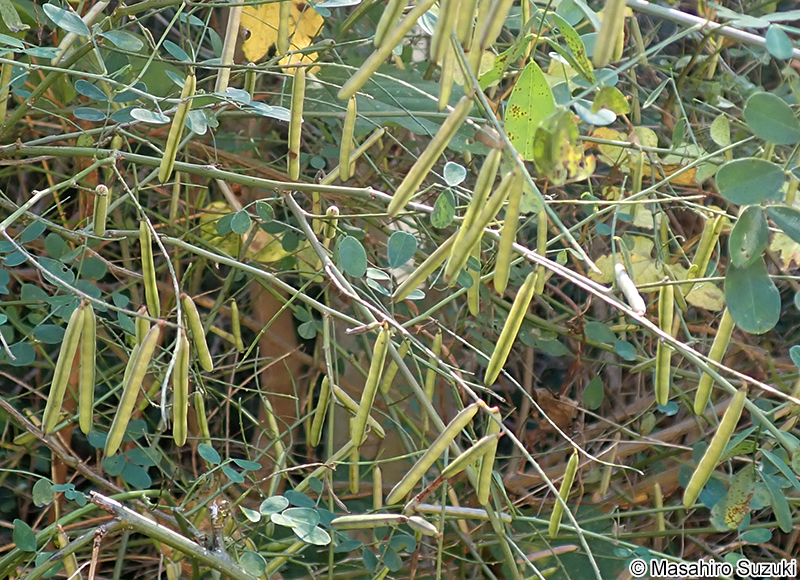 トウコマツナギ Indigofera bungeana