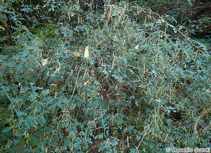 トウコマツナギ Indigofera bungeana