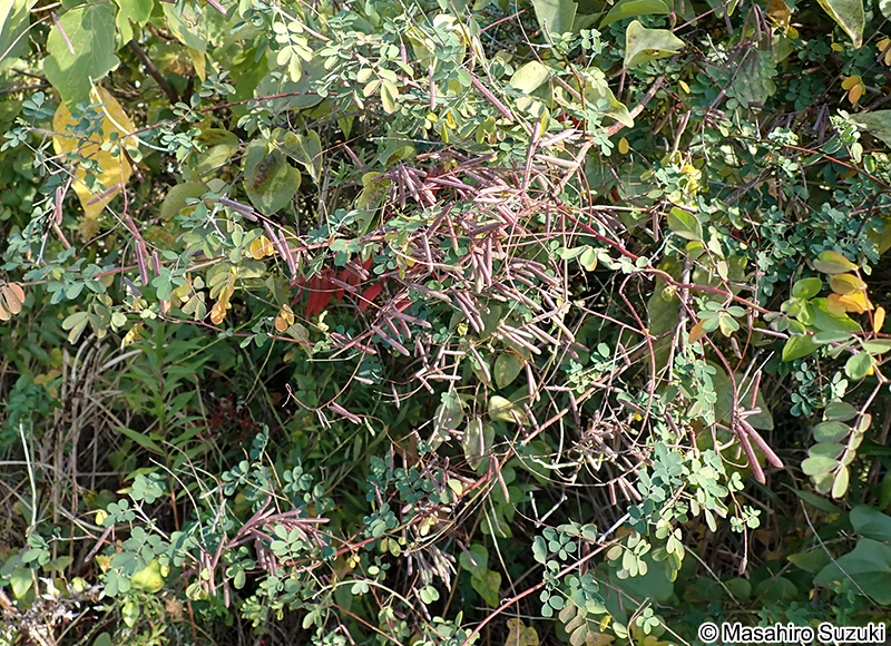 トウコマツナギ Indigofera bungeana