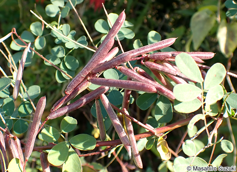 トウコマツナギ Indigofera bungeana