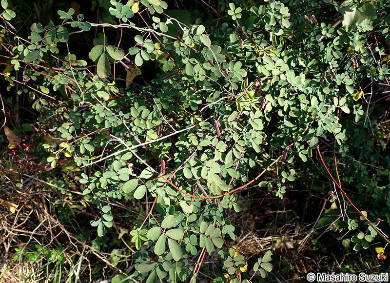 トウコマツナギ Indigofera bungeana