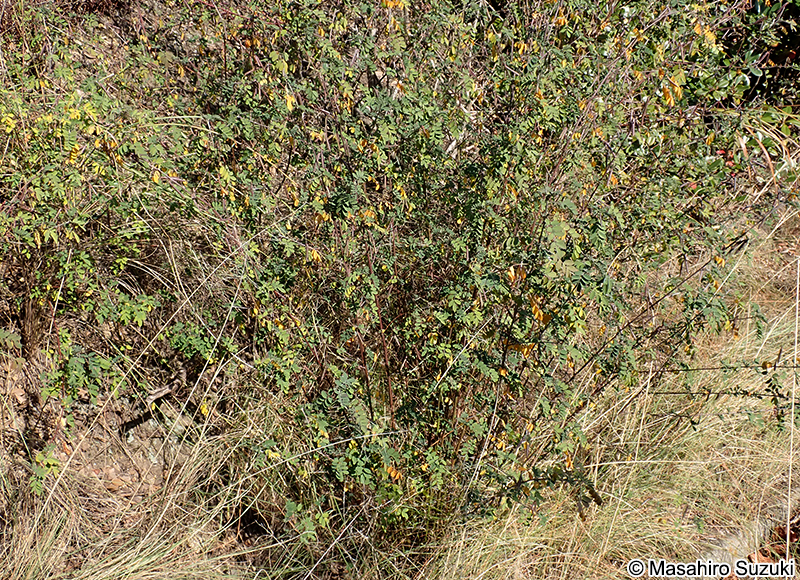 トウコマツナギ Indigofera bungeana