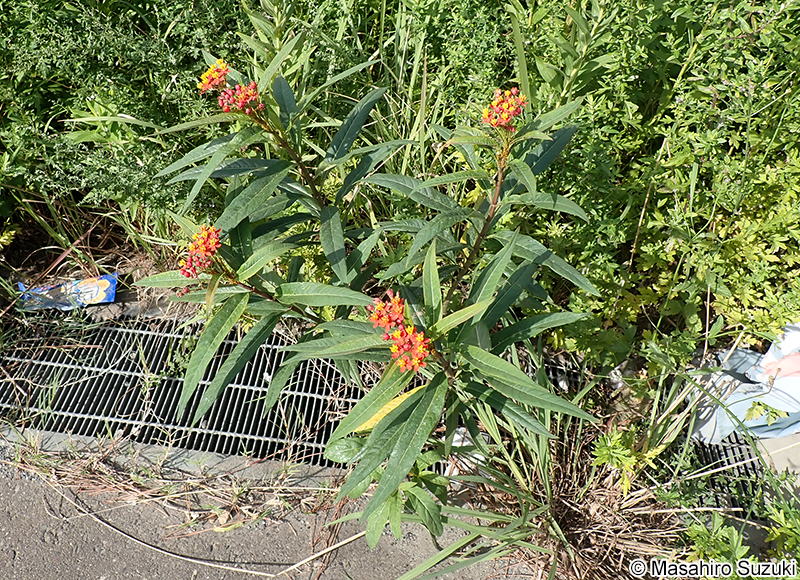 トウワタ Asclepias curassavica
