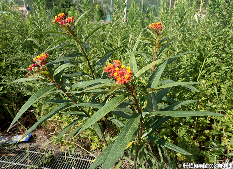 トウワタ Asclepias curassavica