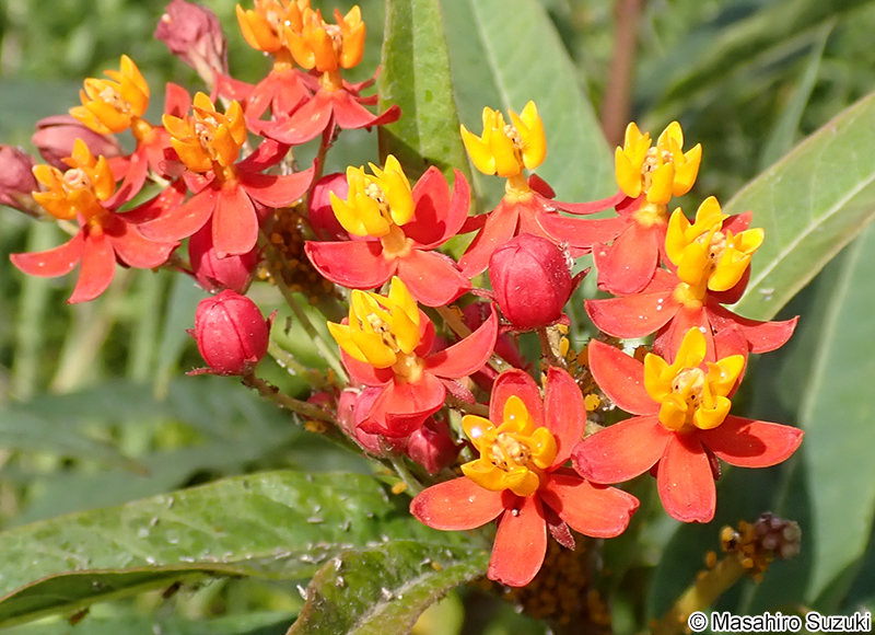 トウワタ Asclepias curassavica
