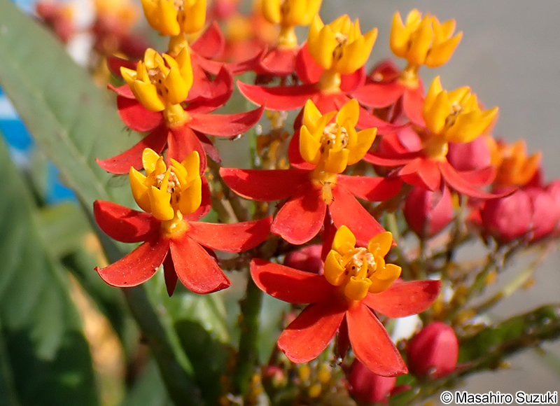 トウワタ Asclepias curassavica