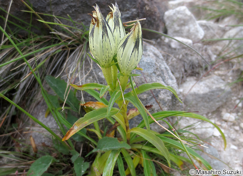 トウヤクリンドウ Gentiana alpida