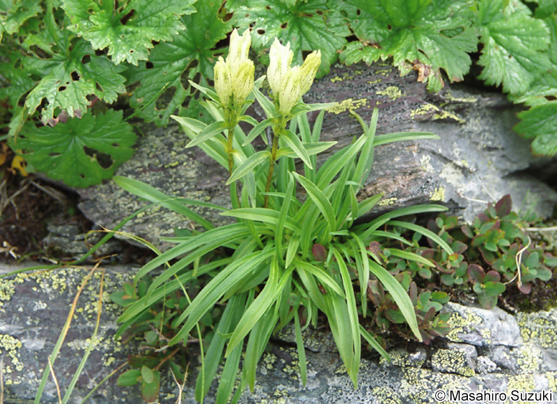 トウヤクリンドウ Gentiana alpida