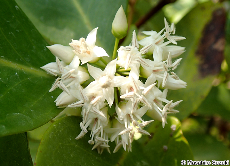 ツノヤブコウジ Aegiceras corniculatum
