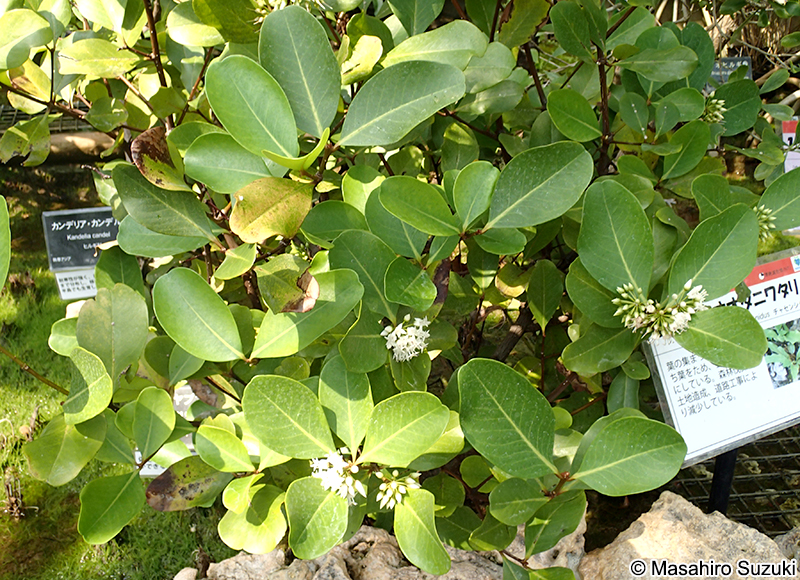 ツノヤブコウジ Aegiceras corniculatum