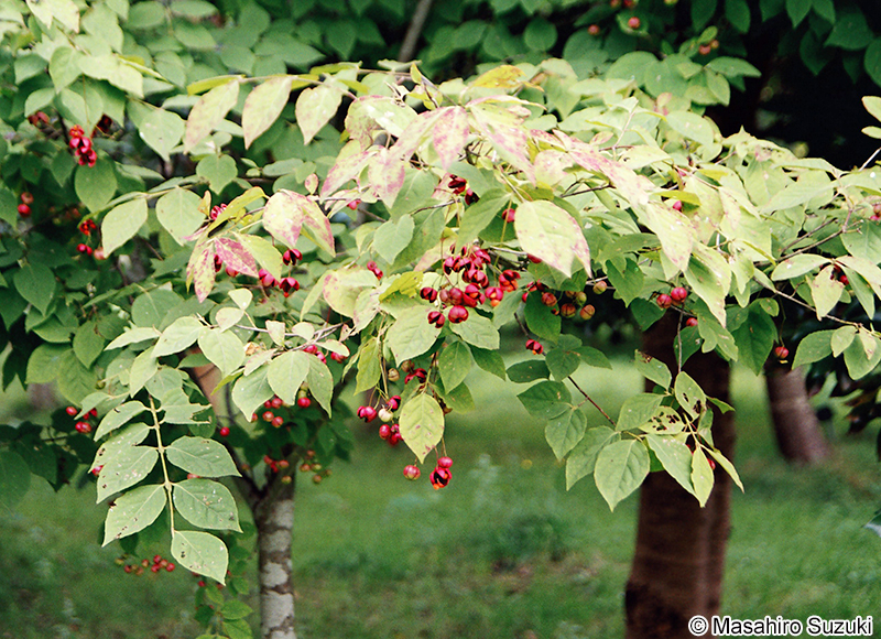ツリバナ Euonymus oxyphyllus