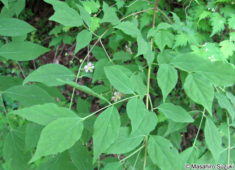 ツリバナ Euonymus oxyphyllus