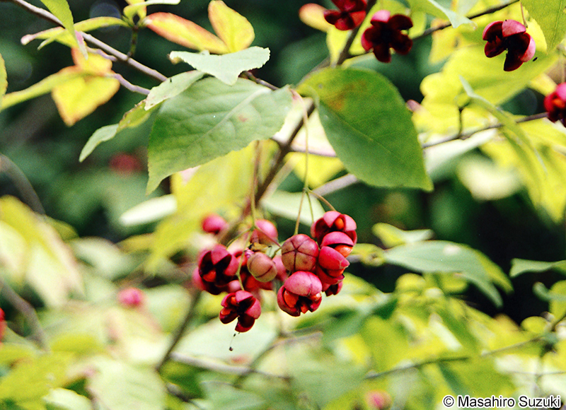 ツリバナの果実