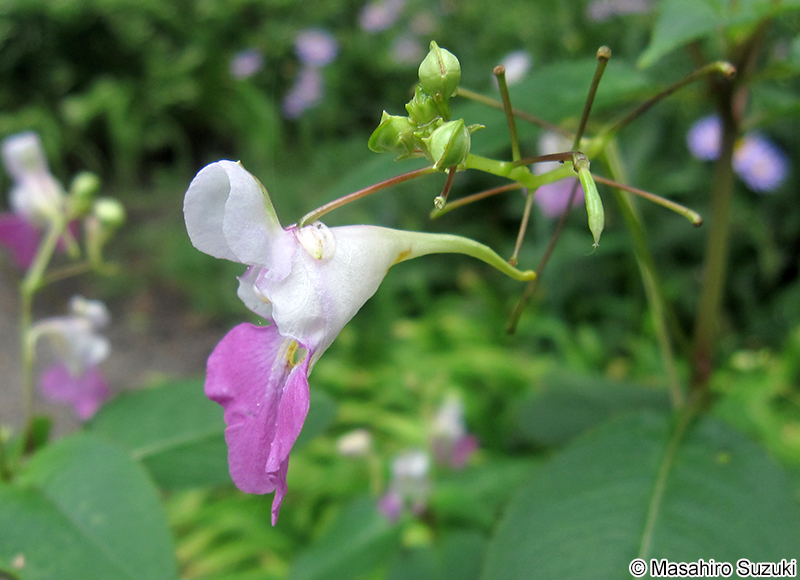 ツリフネソウ Impatiens textorii