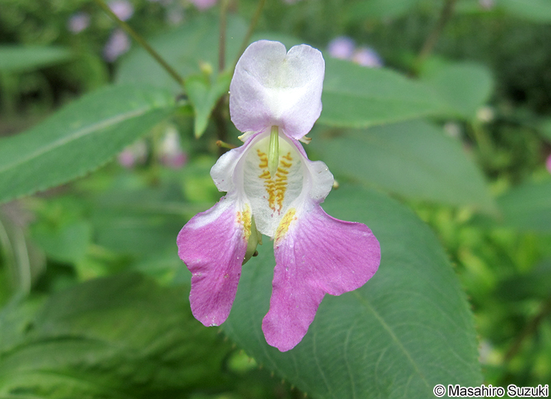 ツリフネソウ Impatiens textorii