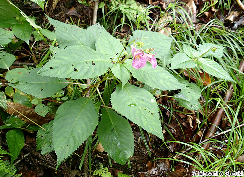 ツリフネソウ Impatiens textorii