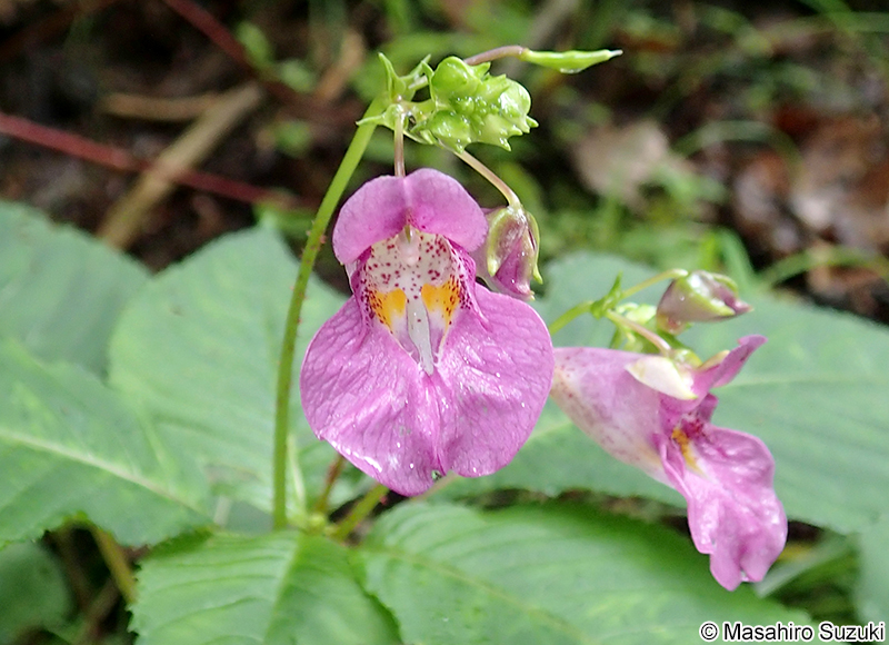 ツリフネソウ Impatiens textorii