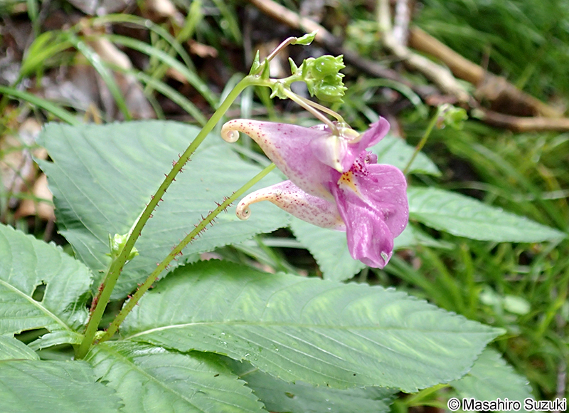 ツリフネソウ Impatiens textorii