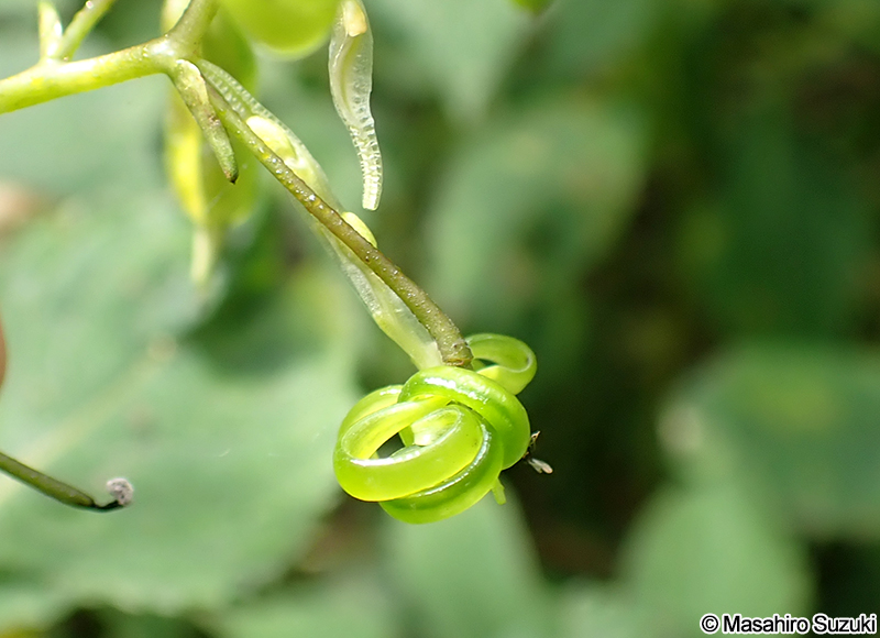 弾けて種子が飛び散った後の果実