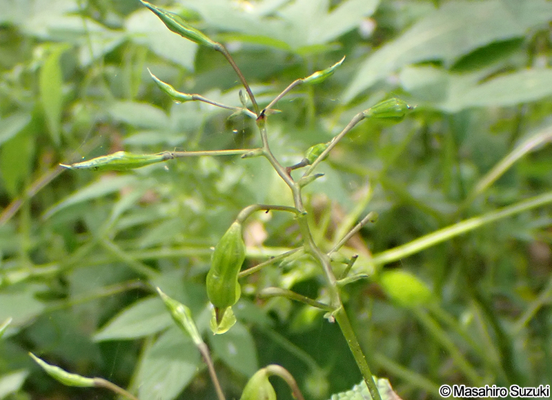 ツリフネソウの果実
