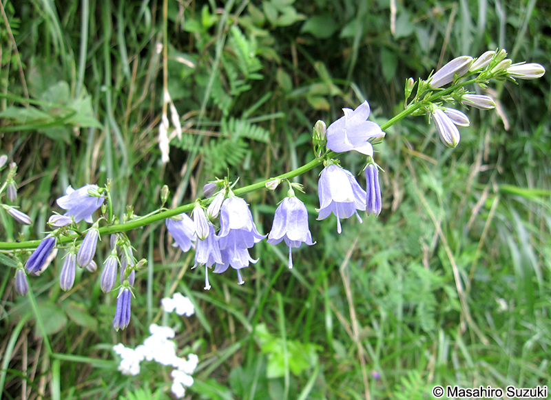 ツリガネニンジン Adenophora triphylla var. japonica