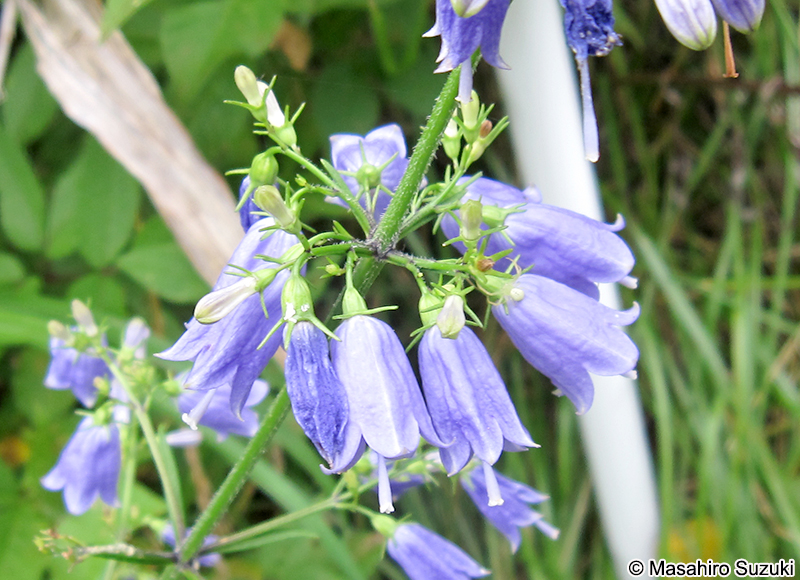 ツリガネニンジン Adenophora triphylla var. japonica