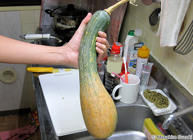 ツルクビカボチャ Cucurbita moschata var. luffiformis