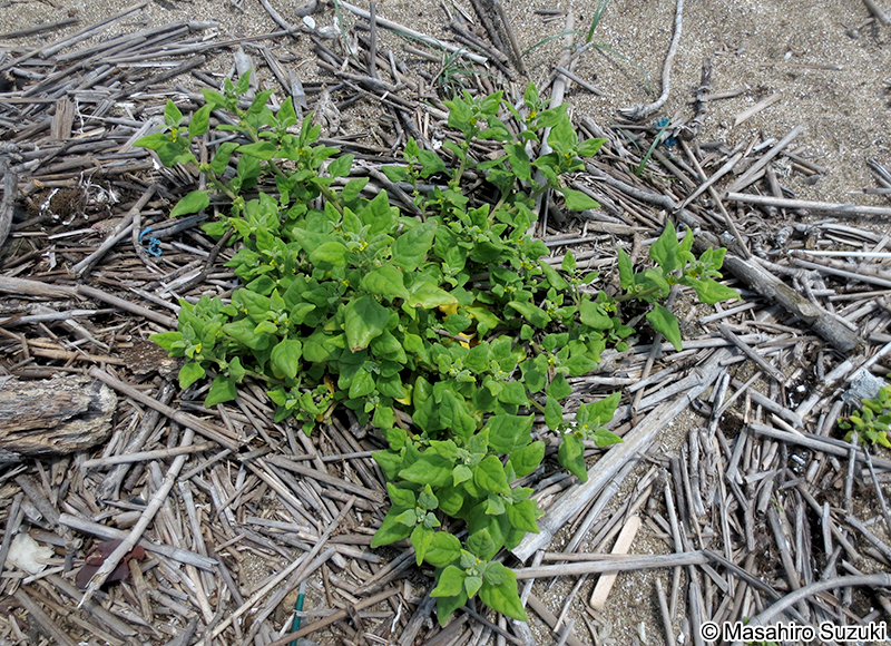 ツルナ Tetragonia tetragonoides