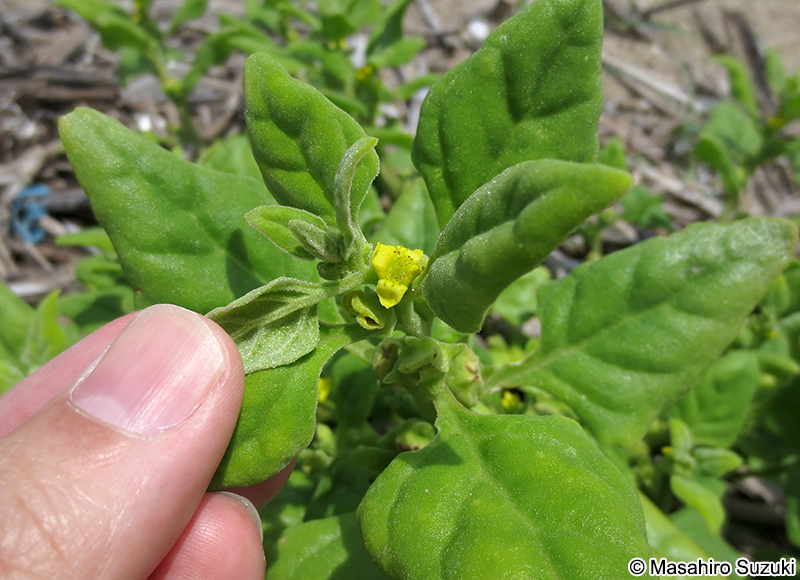 ツルナ Tetragonia tetragonoides