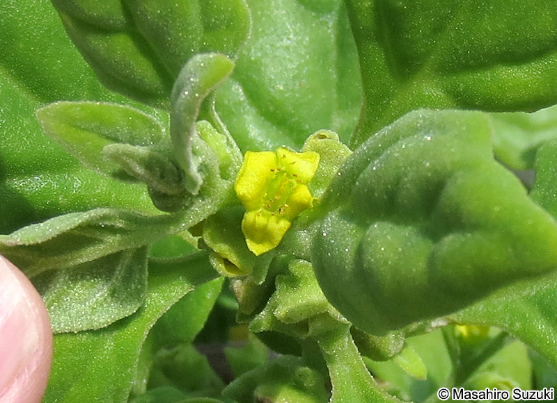 ツルナ Tetragonia tetragonoides