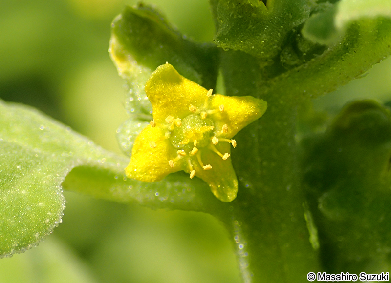 ツルナ Tetragonia tetragonoides