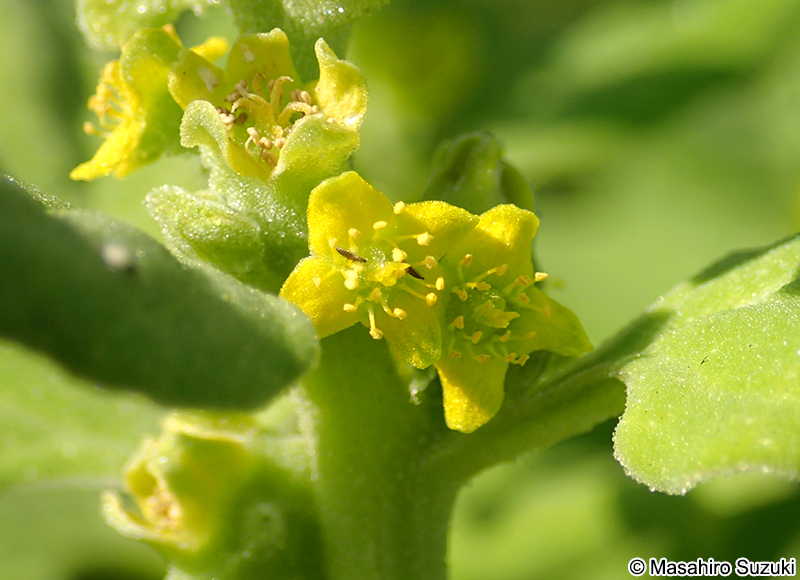 ツルナ Tetragonia tetragonoides