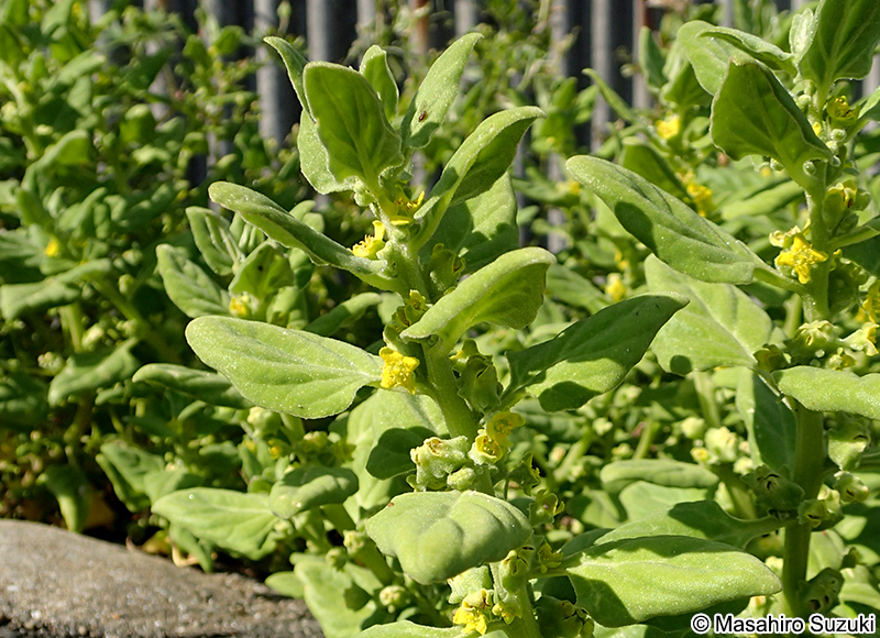 ツルナ Tetragonia tetragonoides