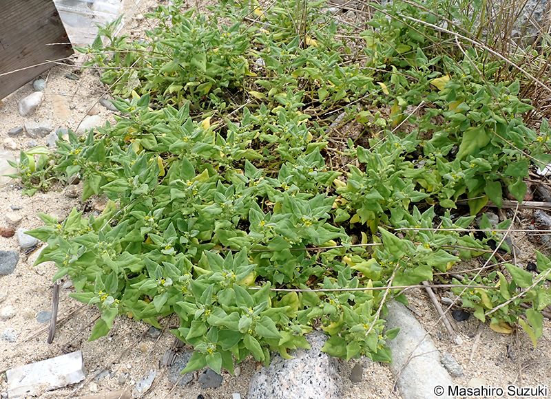 ツルナ Tetragonia tetragonoides