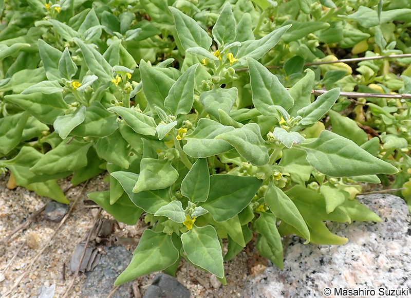 ツルナ Tetragonia tetragonoides