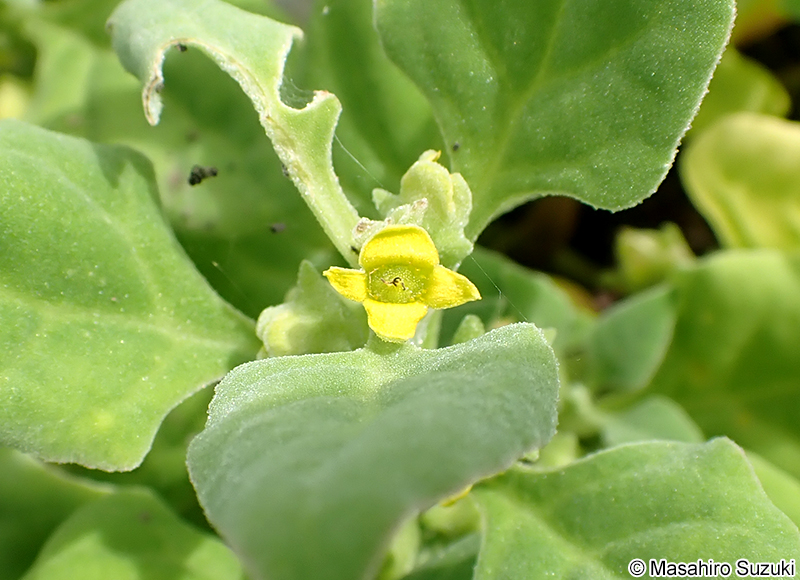 ツルナ Tetragonia tetragonoides