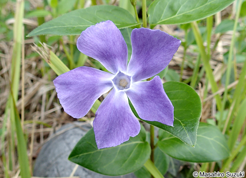 ツルニチニチソウ Vinca major