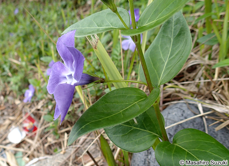 ツルニチニチソウ Vinca major
