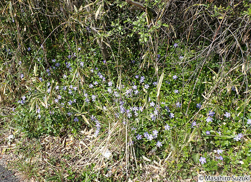 ツルニチニチソウ Vinca major